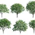 Various Green Leafy Trees with Different Crown Shapes and Trunk Structures 3d model