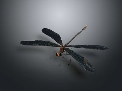 Close Up Black Dragonfly With Orange Tail And Black Wings On Gray Background 3d model