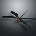 Close Up Black Dragonfly With Orange Tail And Black Wings On Gray Background