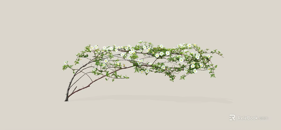 Lush Garden Shrub With Arching Branches White Flowers And Green Foliage 3d model 