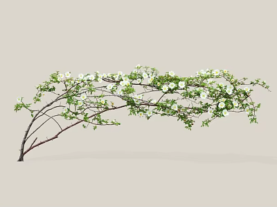 Lush Garden Shrub With Arching Branches White Flowers And Green Foliage 3d model