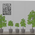 Potted Trees Various Sizes in Gray Pots Against White Wall With Black White Abstract Art