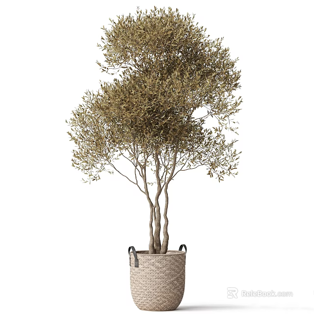 Lush Olive Tree with Green Foliage and Multiple Trunks in Woven Basket 3d model 