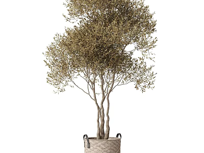 Lush Olive Tree with Green Foliage and Multiple Trunks in Woven Basket 3d model