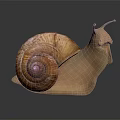3D Rendered Snail With Spiral Brown Shell And Light Brown Textured Body