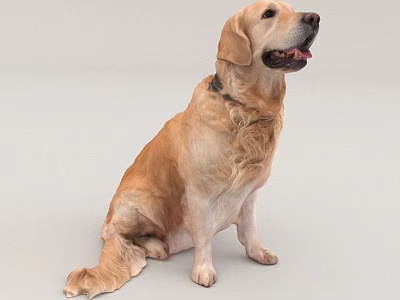 Golden Retriever Dog Sitting Calmly On Light Gray Background With Collar 3d model