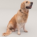 Pet Dog Golden Retriever 3d model