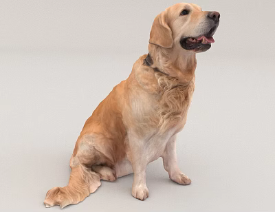 Golden Retriever Dog Sitting Calmly On Light Gray Background With Collar 3d model