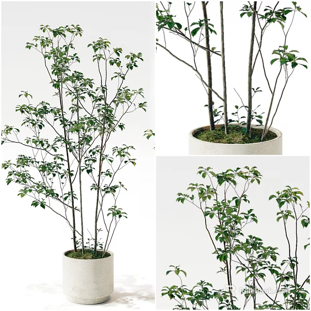 Lush Bonsai Potted Plant with Green Foliage in Simple White Indoor Decor Pot 3d model 