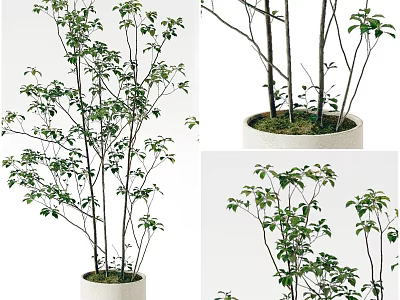 Plant Green Plant Bonsai 3d model