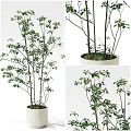 Lush Bonsai Potted Plant with Green Foliage in Simple White Indoor Decor Pot