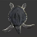 Adult Sea Turtle With Dark Shell And Extended Flippers On Black Surface