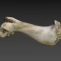 Weathered Animal Bone With Greenish Patina And Natural Surface Texture