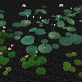 Aquatic Plants With Lily Pads Green Leaves And Pink White Blooms Floating On Water