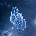 Detailed 3D Anatomical Human Heart Model Showing Internal Structure With Blue Background