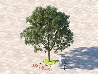 Chinese Pistache Tree 4 Meters Tall With Green Grass On Paved Ground 3d model