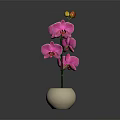 Beautiful Pink Orchid Flowers In White Vase With Gray Background