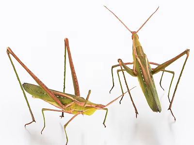 Flying Insects Green Grasshoppers With Long Legs On White Background 3d model