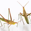 Flying Insects Green Grasshoppers With Long Legs On White Background