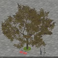 Tall Arbor Tree With Lush Green Foliage Five Meters Tall On Stone Pavement Near Person