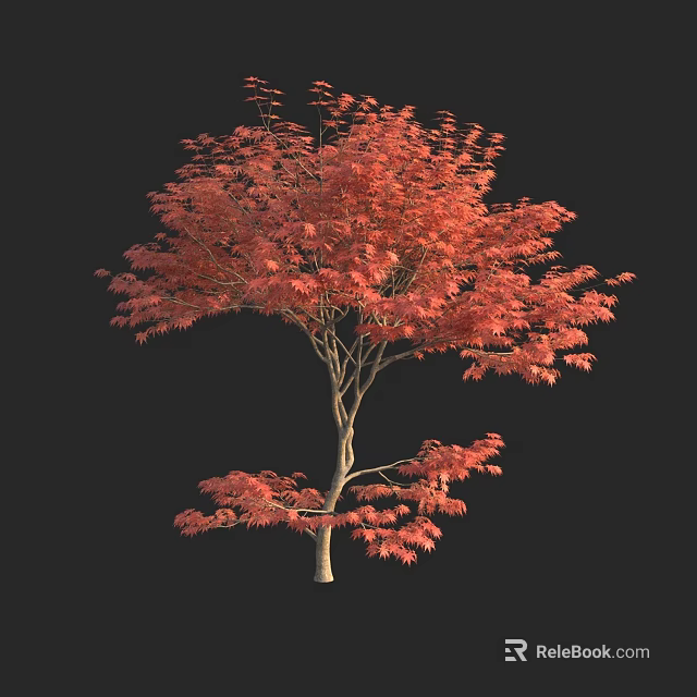 Elegant Maple Tree with Bright Red Leaves Isolated on Black Background 3d model 