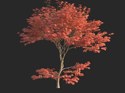 Elegant Maple Tree with Bright Red Leaves Isolated on Black Background 3d model
