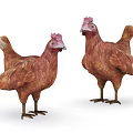 Two Brown Chickens With Realistic Feather Textures And Standing Posture Design
