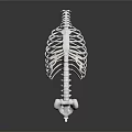 High Quality Human Skeleton Model Medical Device for Anatomical Study and Education 3d model