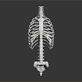 Modern human spine Spinal system Human skeleton 3d model