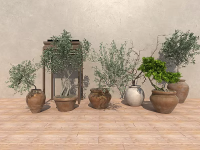 Potted Olive Trees In Terracotta Pots With Gray Wall And Wooden Floor 3d model