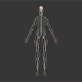 Detailed 3D Visualization of Human Skeleton and Nervous System Structure
