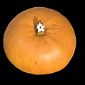 Single Ripe Fresh Orange Pumpkin Vegetable Isolated On Black Background