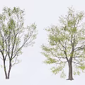 Two Arbor Trees With Green Leaves And Branches On White Background 3d model