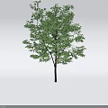 Lush Green Arbor Tree with Brown Trunk Dense Foliage and Shadow on White Background 3d model