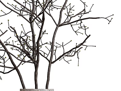 Shower Sauna Space With Decorative Leafless Tree Brown Trunk And White Background 3d model