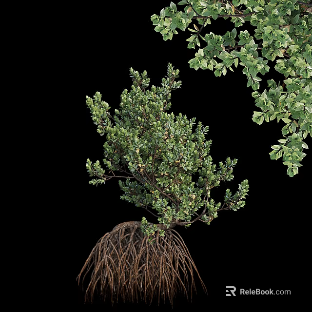 Lush Green Arbor With Dense Foliage And Visible Root System In Natural Growth 3d model 