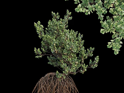 Lush Green Arbor With Dense Foliage And Visible Root System In Natural Growth 3d model
