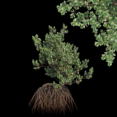 Lush Green Arbor With Dense Foliage And Visible Root System In Natural Growth 3d model