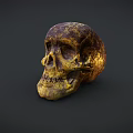 Vintage Golden Brown Textured Skull On Dark Background With Detailed Surface