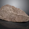 Fossilized Crinoid Specimen With Detailed Segmented Stem And Feathery Arms Embedded In Sedimentary Rock Matrix