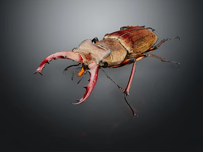 Stag Beetle With Large Red Mandibles And Brown Body On Dark Background Close Up View 3d model