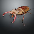 Stag Beetle With Large Red Mandibles And Brown Body On Dark Background Close Up View