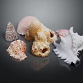 Marine Animal Seashells Collection Featuring Various Shapes Natural Patterns And Colorful Textures
