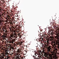 Purple Red Shrubs in Various Sizes for Garden Landscaping Decoration