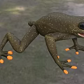Green Aquatic Frog With Yellow Toes And Open Mouth In Jumping Posture