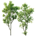 Lush Green Arbor Trees With Strong Trunks And Vibrant Foliage In Garden Landscape