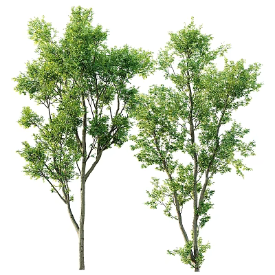 Lush Green Arbor Trees With Strong Trunks And Vibrant Foliage In Garden Landscape 3d model