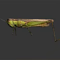 Green and Brown Grasshopper on Dark Background with Reflection Long Legs and Isolated View