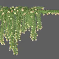 Hanging Green Vine With Lush Leaves And White Small Flowers For Natural Decoration