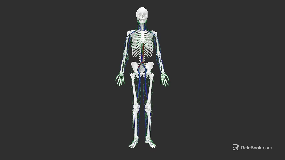 Human Skeletal System Anatomical 3D Model With Detailed Bone Structure Visualization 3d model 